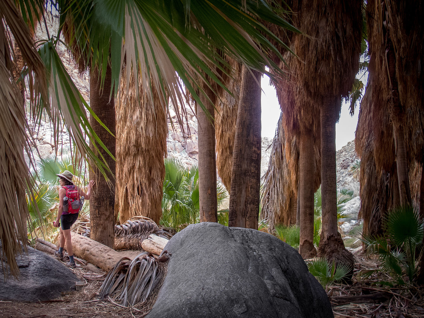 Lolo among the Palms Lolo among the Palms