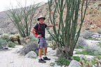 Ocotillo hugger in Hellhole Canyon