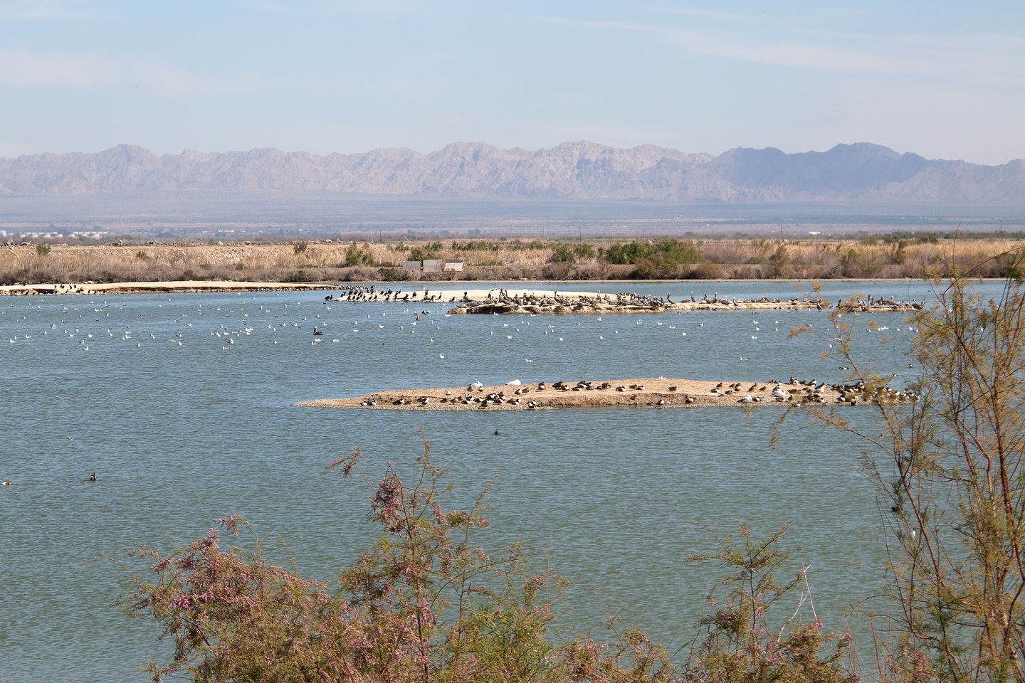 Salton Sea - Sonny Bono National Wildlife Refuge Salton Sea - Sonny Bono National Wildlife Refuge
