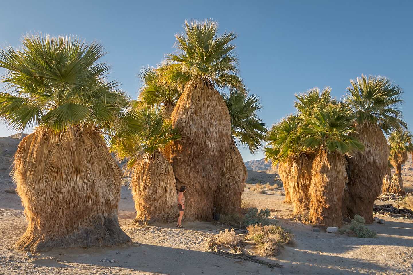 17 Palms Oasis 17 Palms Oasis
