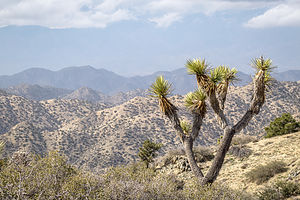 Covington Flats to Eureka Peak