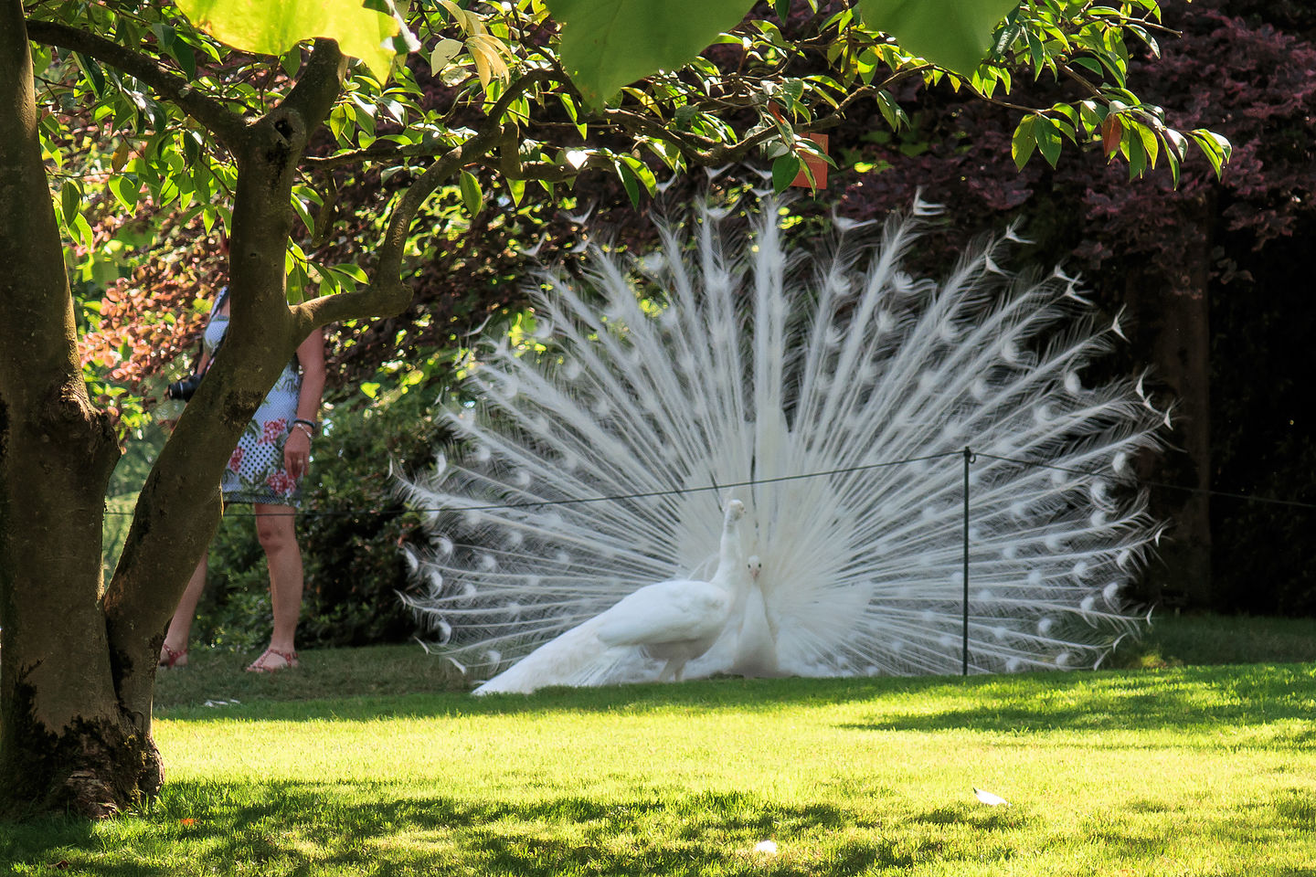 Isola Madre White Peacocks Isola Madre White Peacocks