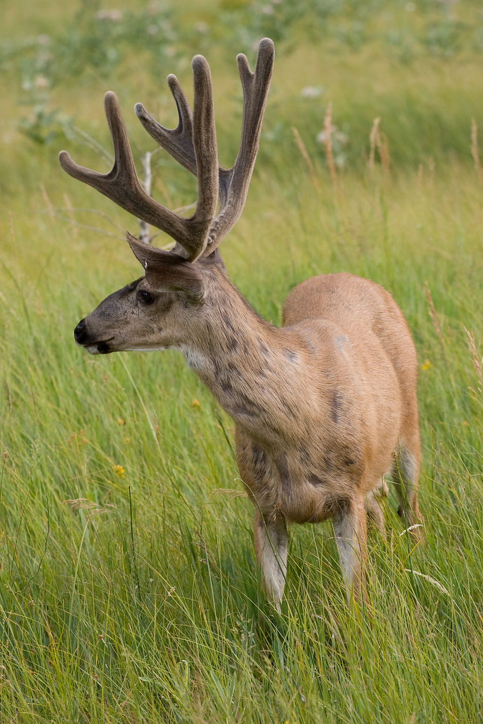 Deer in Yosemite meadow