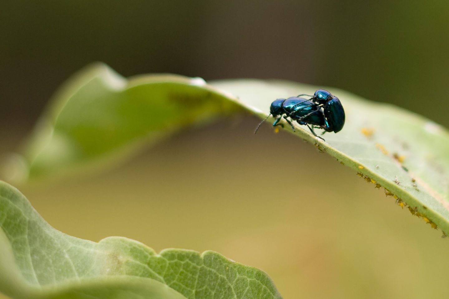 Procreating blue bugs Procreating blue bugs