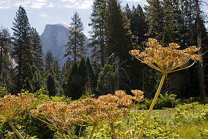 Half Dome with flowers