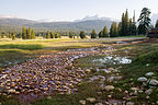 Tuolumne Meadows