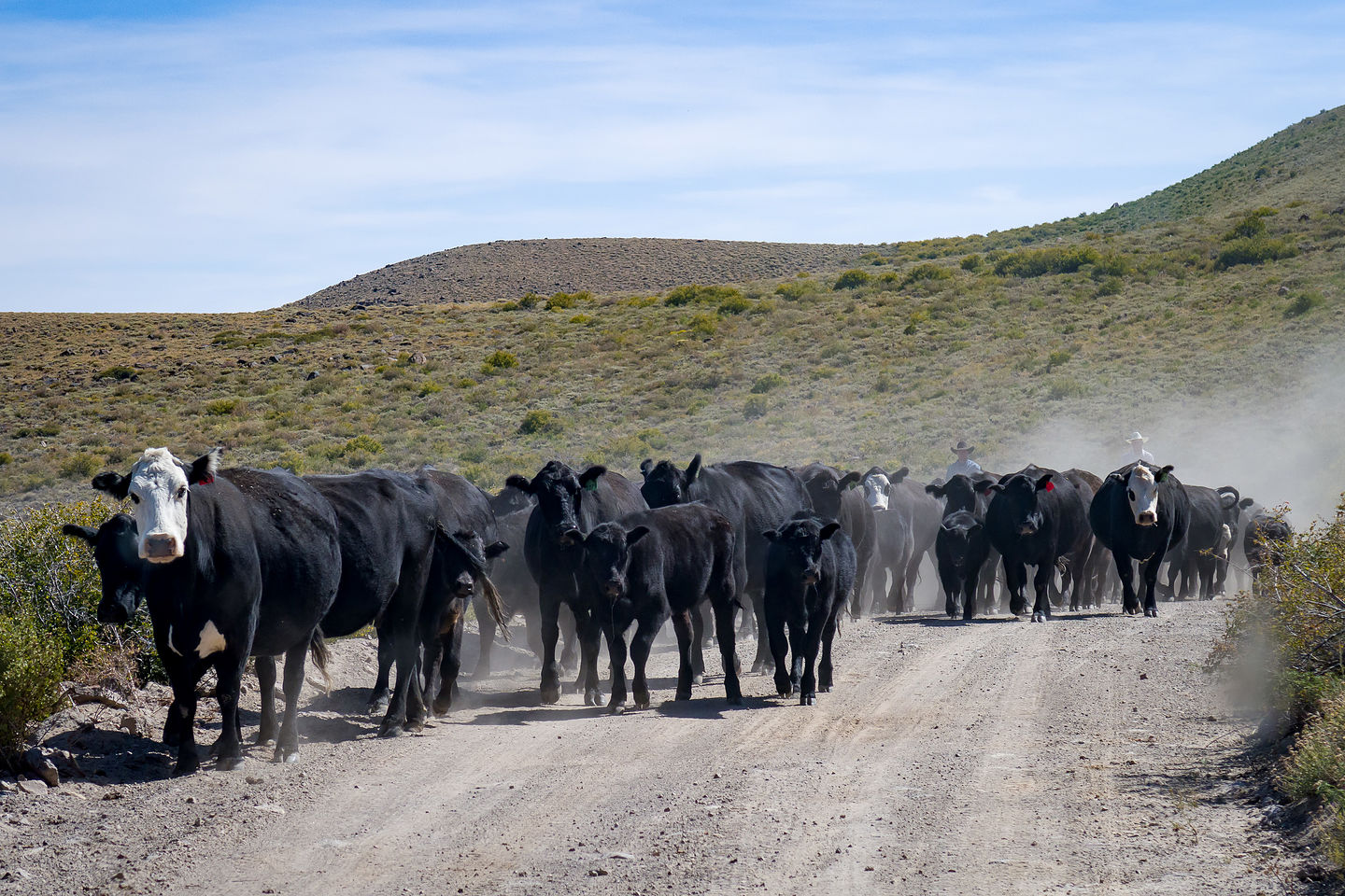 Traffic jam on the road to Bodie Traffic jam on the road to Bodie