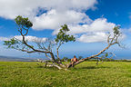 Interesting tree on Pu’u Wa’awa’a summit