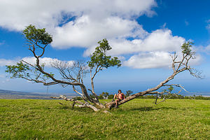 Interesting tree on Pu’u Wa’awa’a summit
