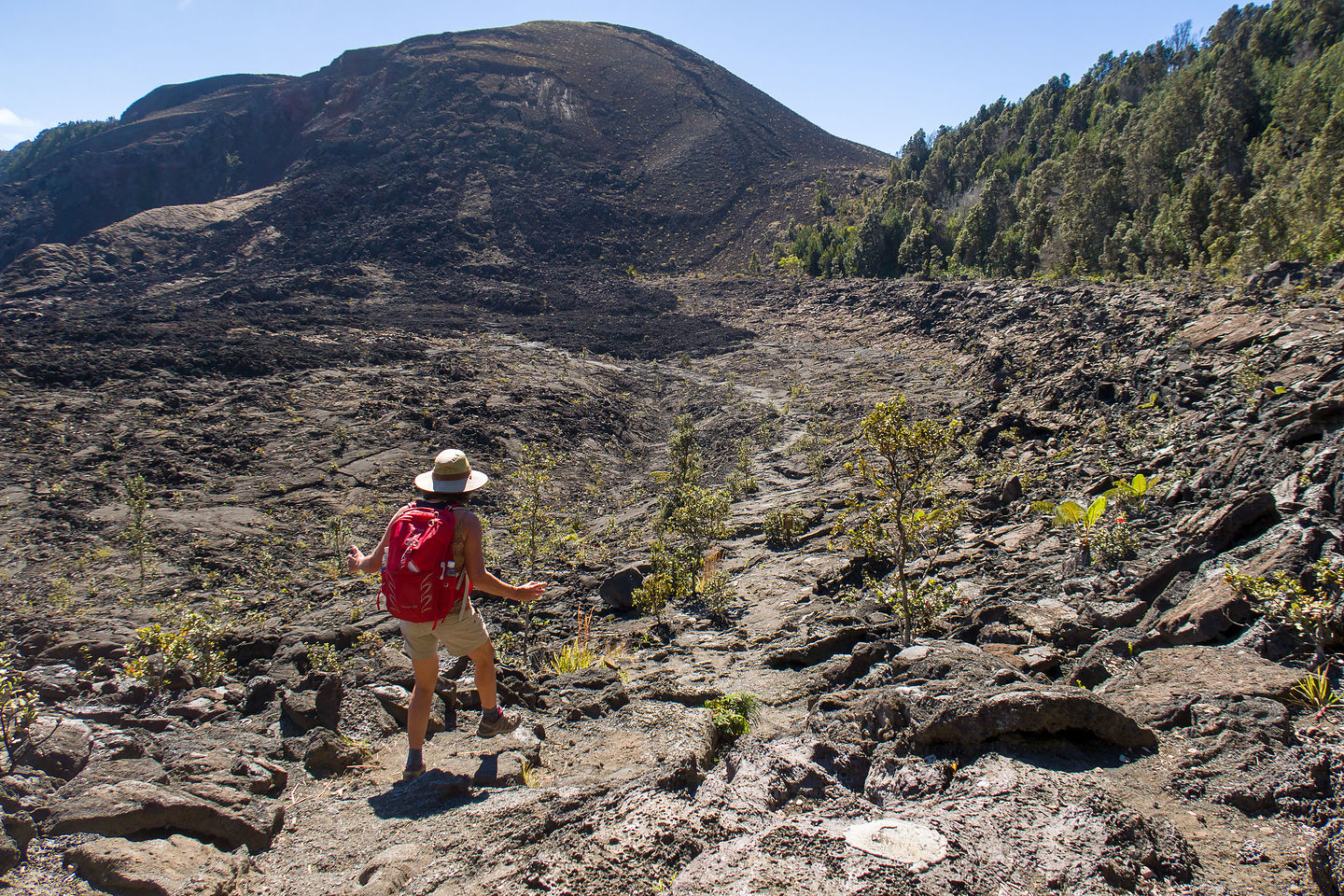 Lolo of Kilauea Iki Crater 