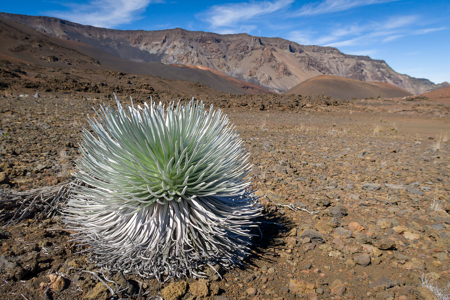 Haleakala Silversword Haleakala Silversword