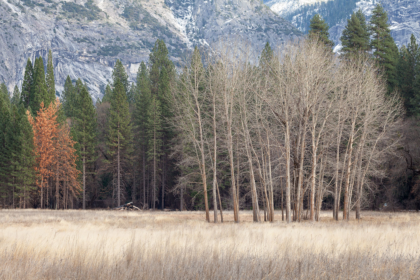 The barren trees of winter The barren trees of winter