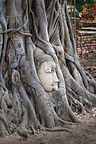 Famous Buddha head in tree