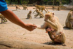 Feeding macaque monkeys