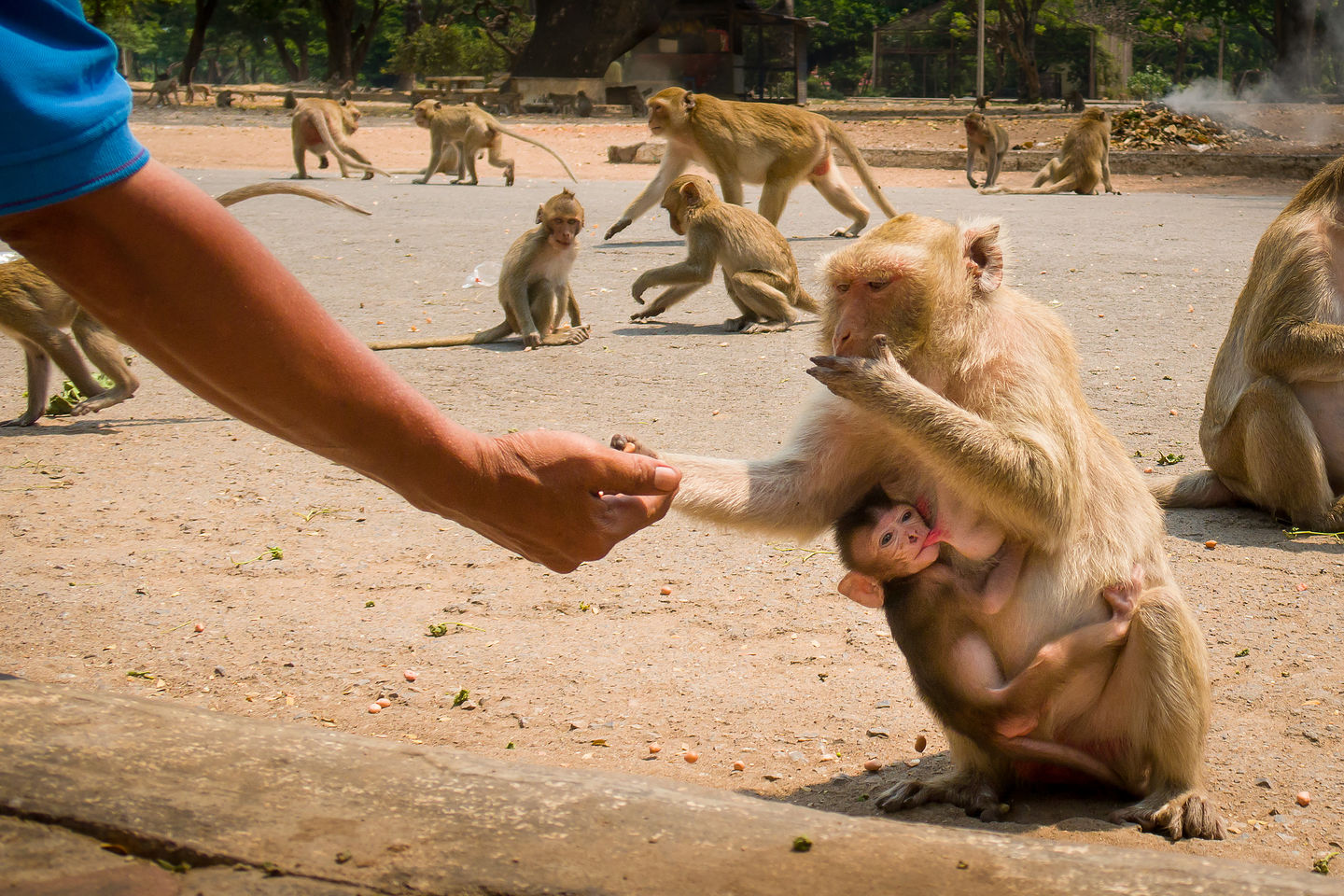 Feeding macaque monkeys Feeding macaque monkeys