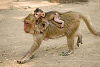 Mama macaque monkey and her young