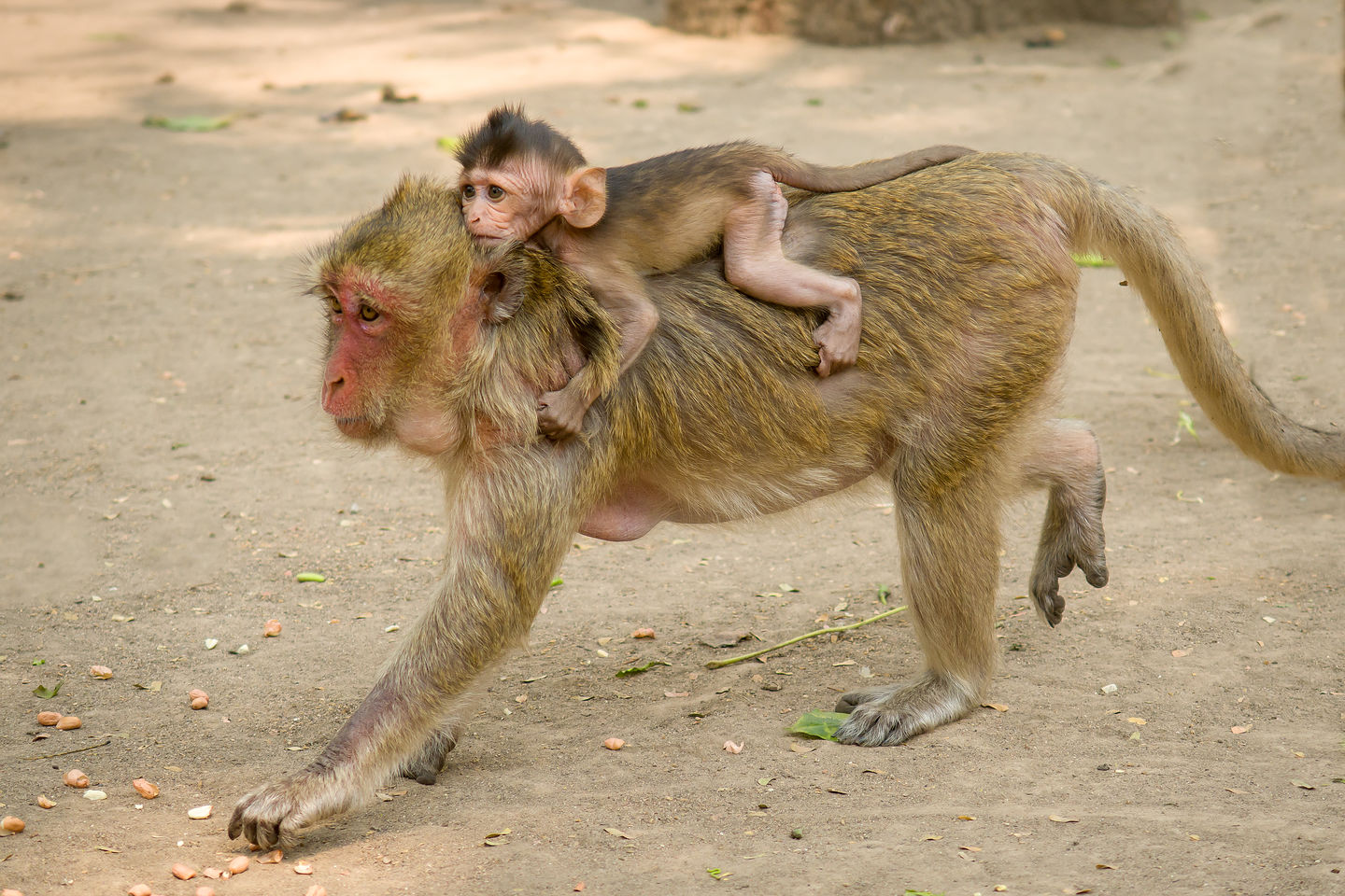 Mama macaque monkey and her young Mama macaque monkey and her young