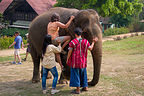 Lolo mounting her pachyderm