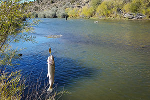 East Walker River