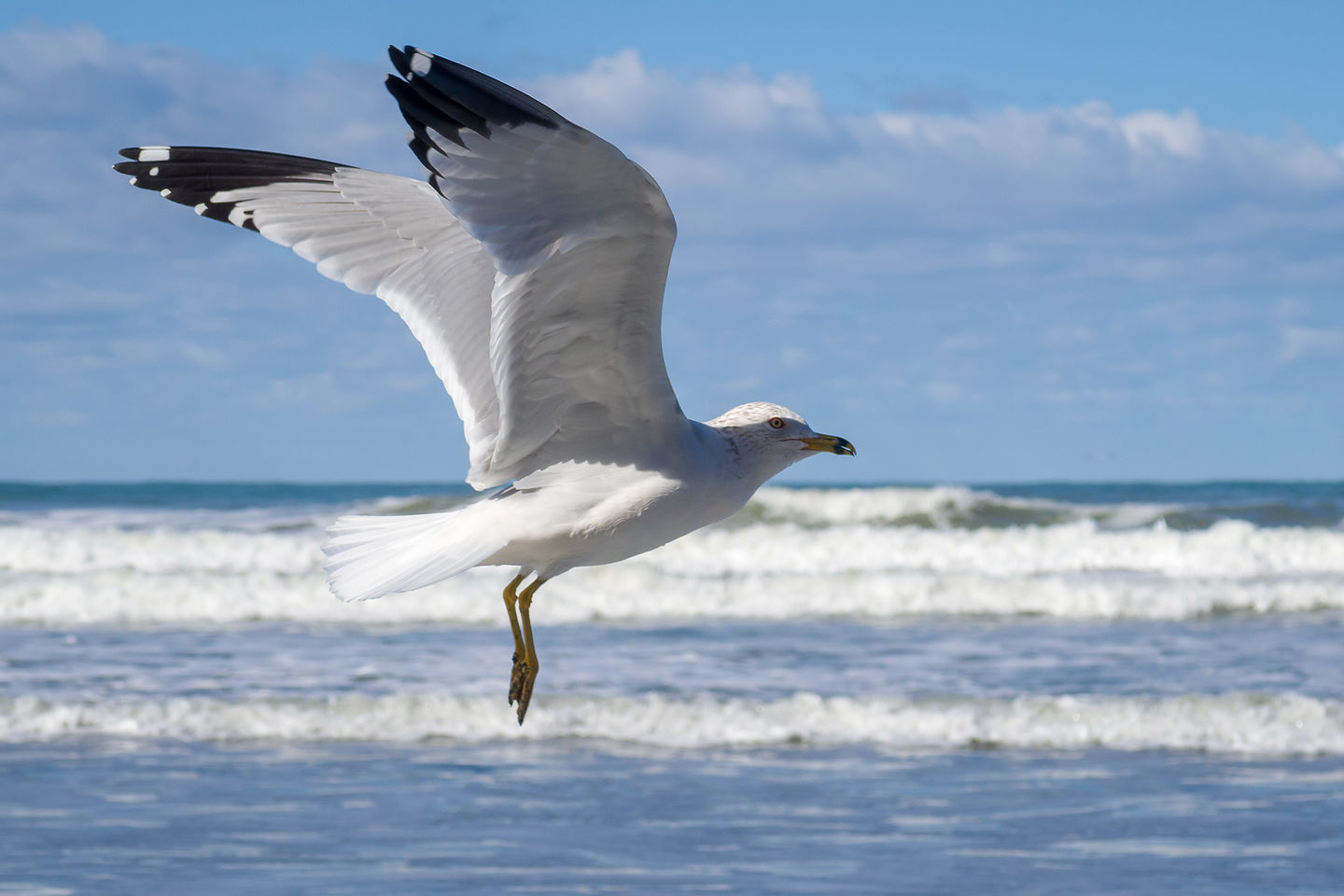 Resident of Black's Beach