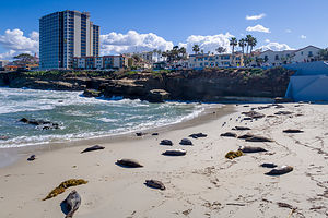 The sea lions of La Jolla