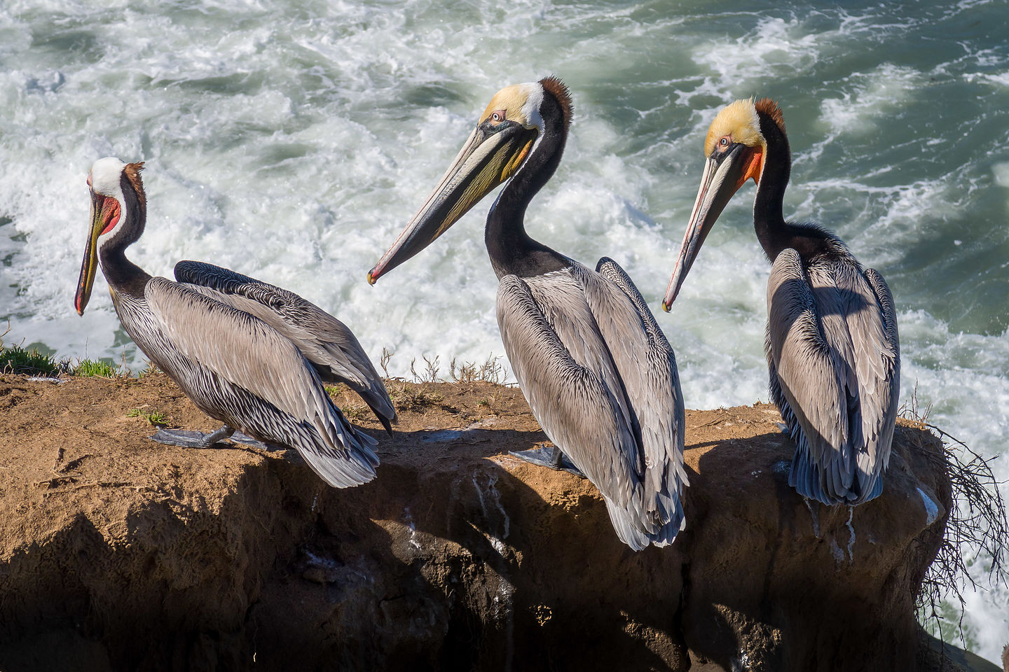 California brown pelicans California brown pelicans