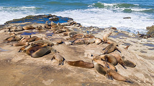 The good life for a Lo Jolla sea lion