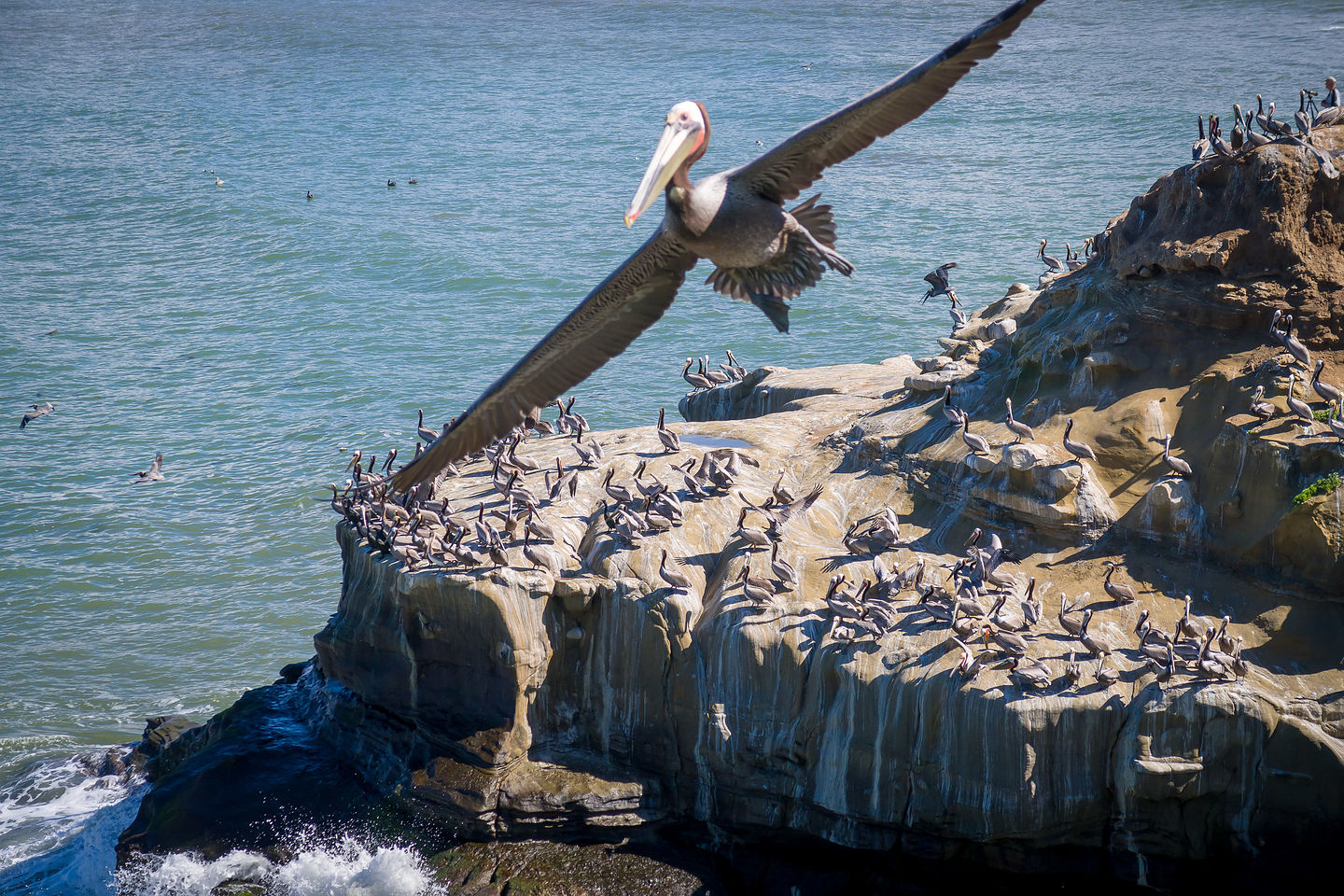 Soaring California brown pelican