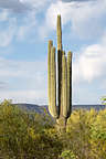 Saguaro Cactus