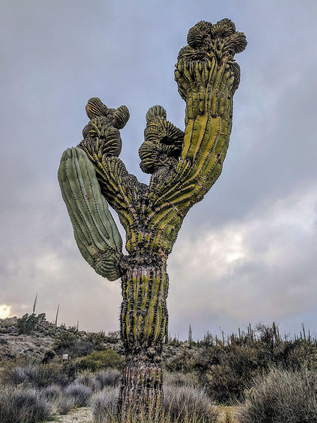Anatomically correct cactus Anatomically correct cactus