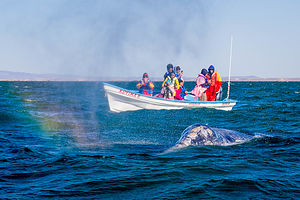 Rainbow whale spout