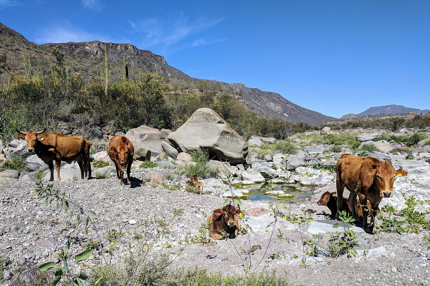 Very free range cattle Very free range cattle