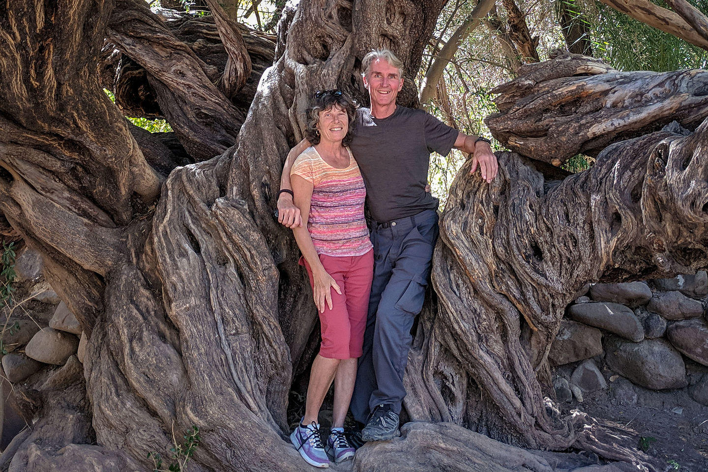 Old 300 year old olive tree - Mision San Francisco Javier Old 300 year old olive tree - Mision San Francisco Javier