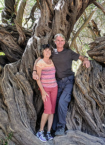 315-year-old olive tree (plus us)