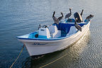 Californa brown pelican gathering