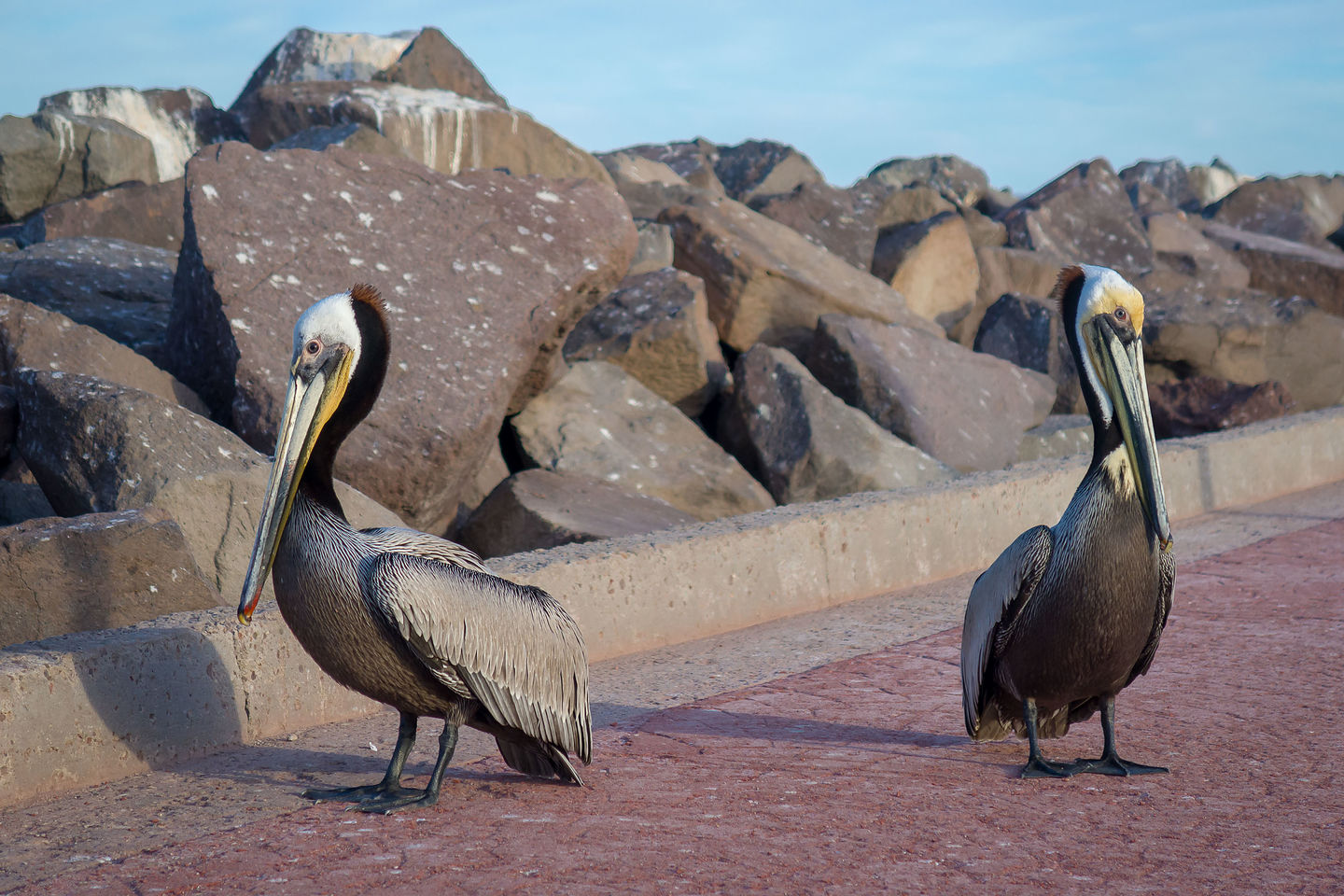 Herb and Lolo pelicans after too much time together on the road Herb and Lolo pelicans after too much time together on the road