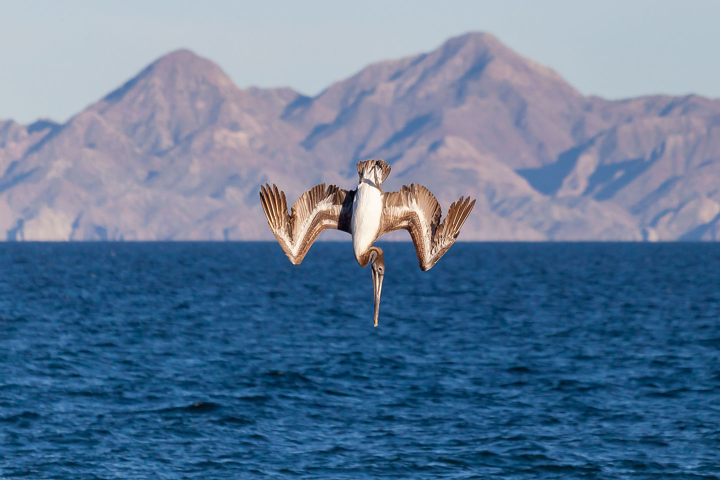 California brown pelican making his dive California brown pelican making his dive