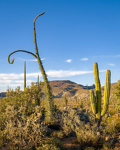 Cacti outside of Catavina