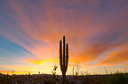 Predawn cactus