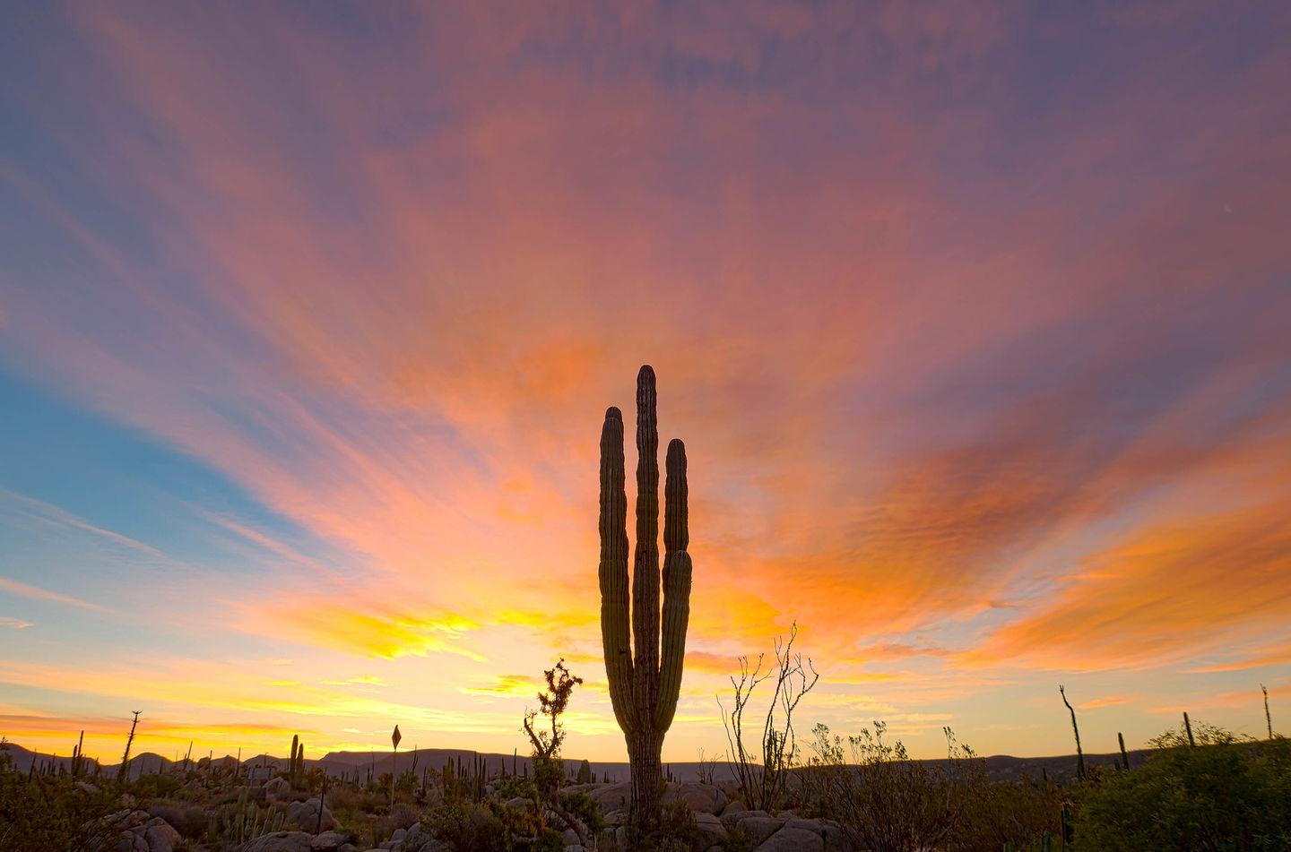Predawn cactus Predawn cactus