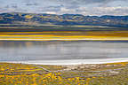 Carrizo Plains - Soda Lake salt flats