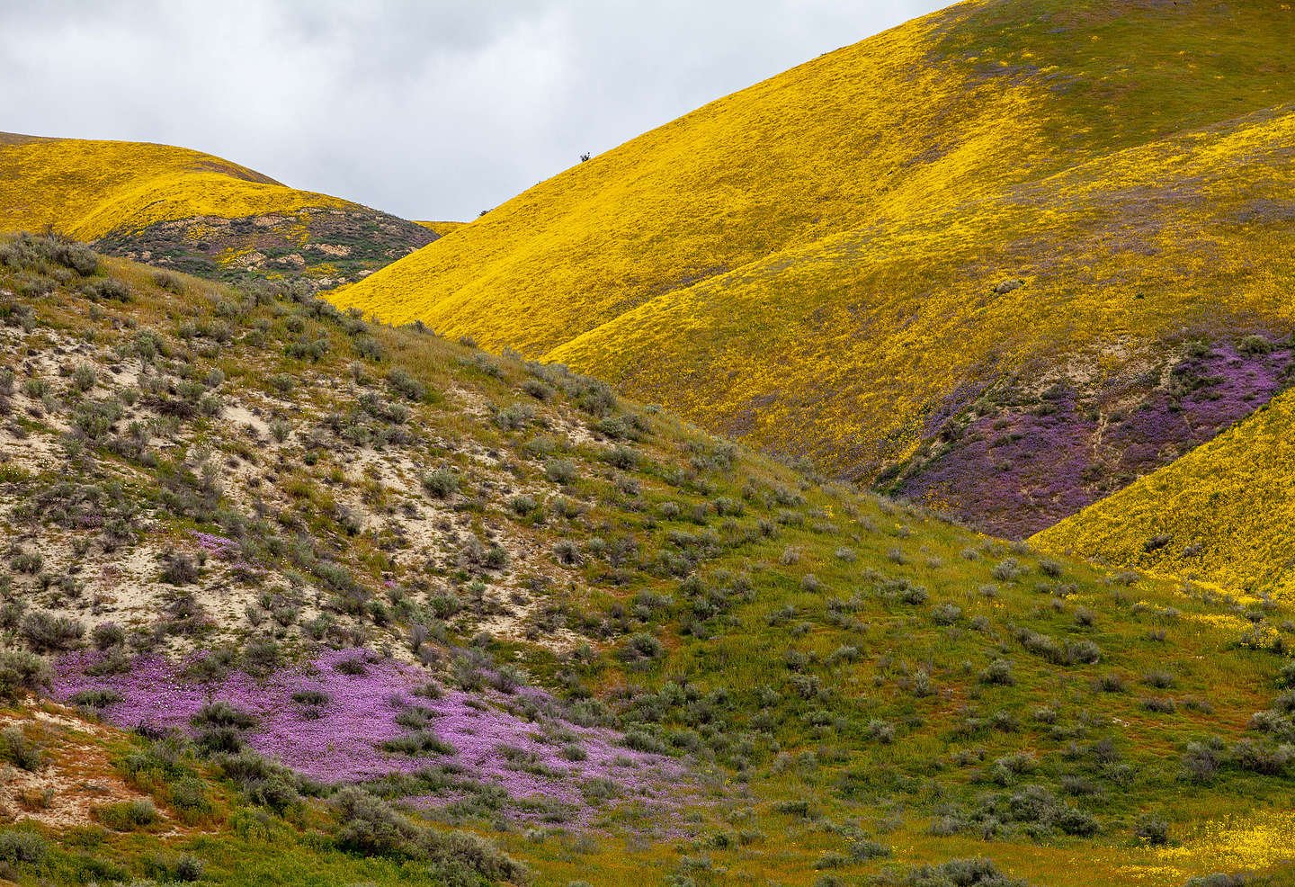 The colored hills of Carrizo Plains