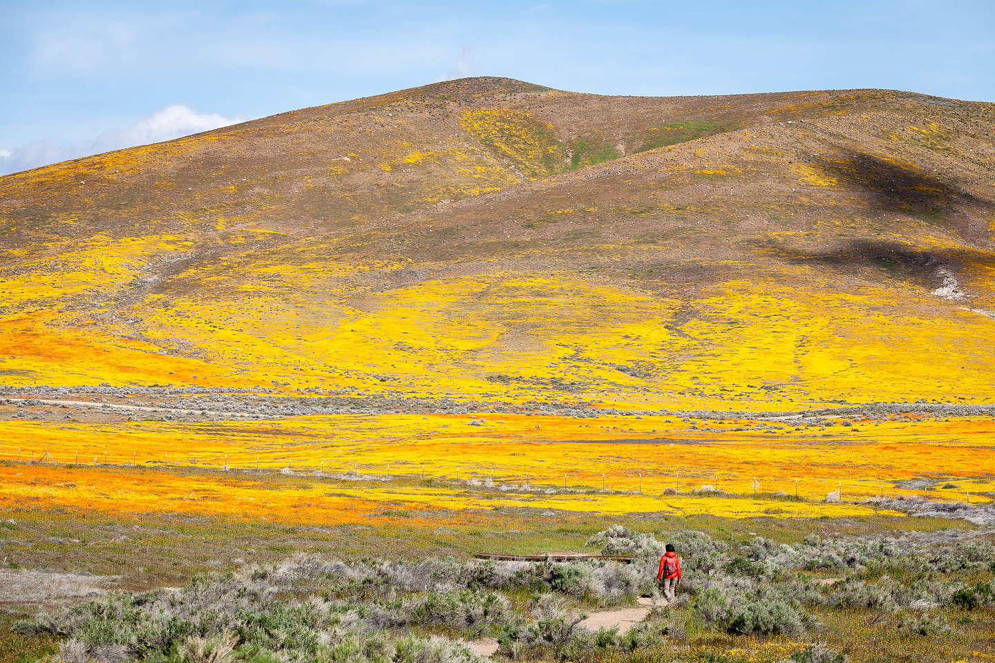 Antelope Valley Poppy Reserve Antelope Valley Poppy Reserve