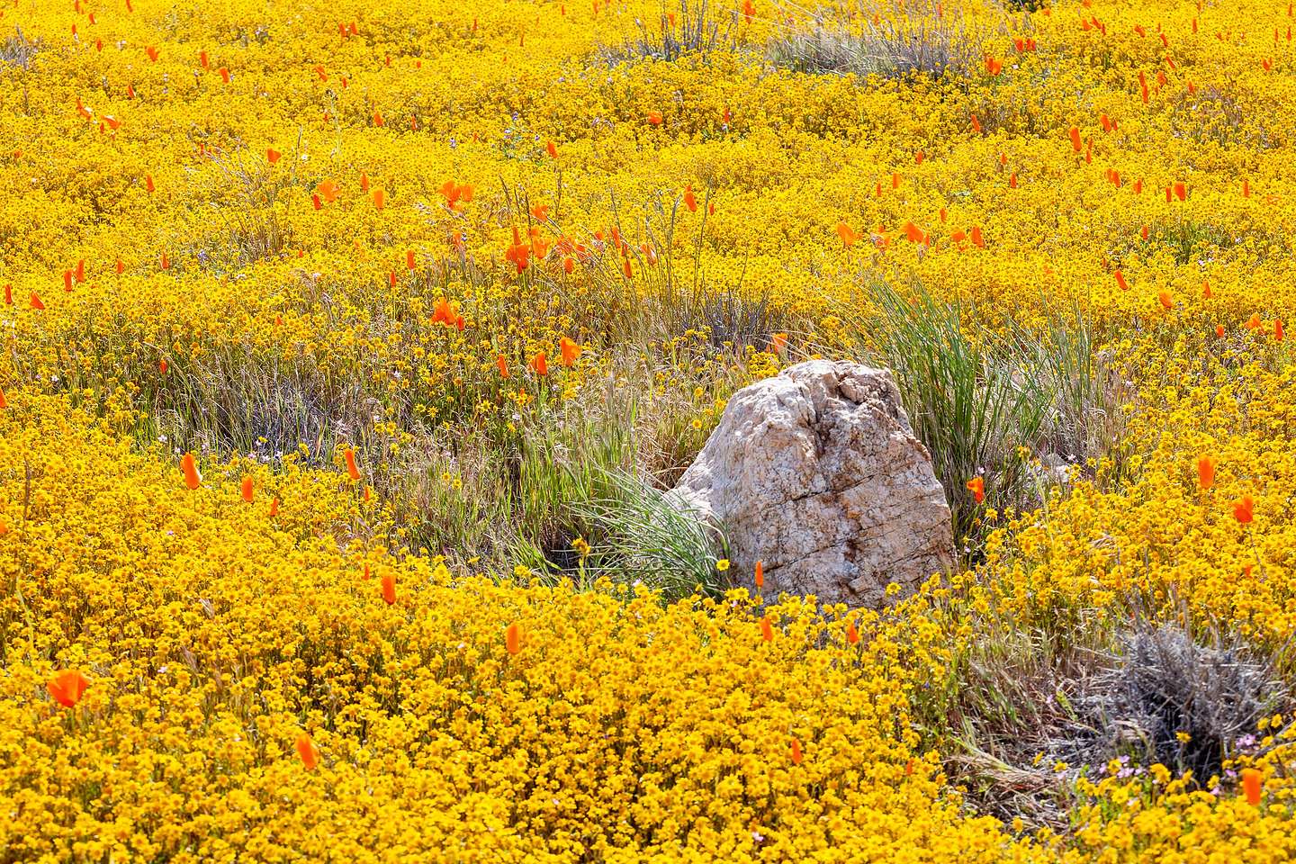 Antelope Valley Poppy Reserve Antelope Valley Poppy Reserve