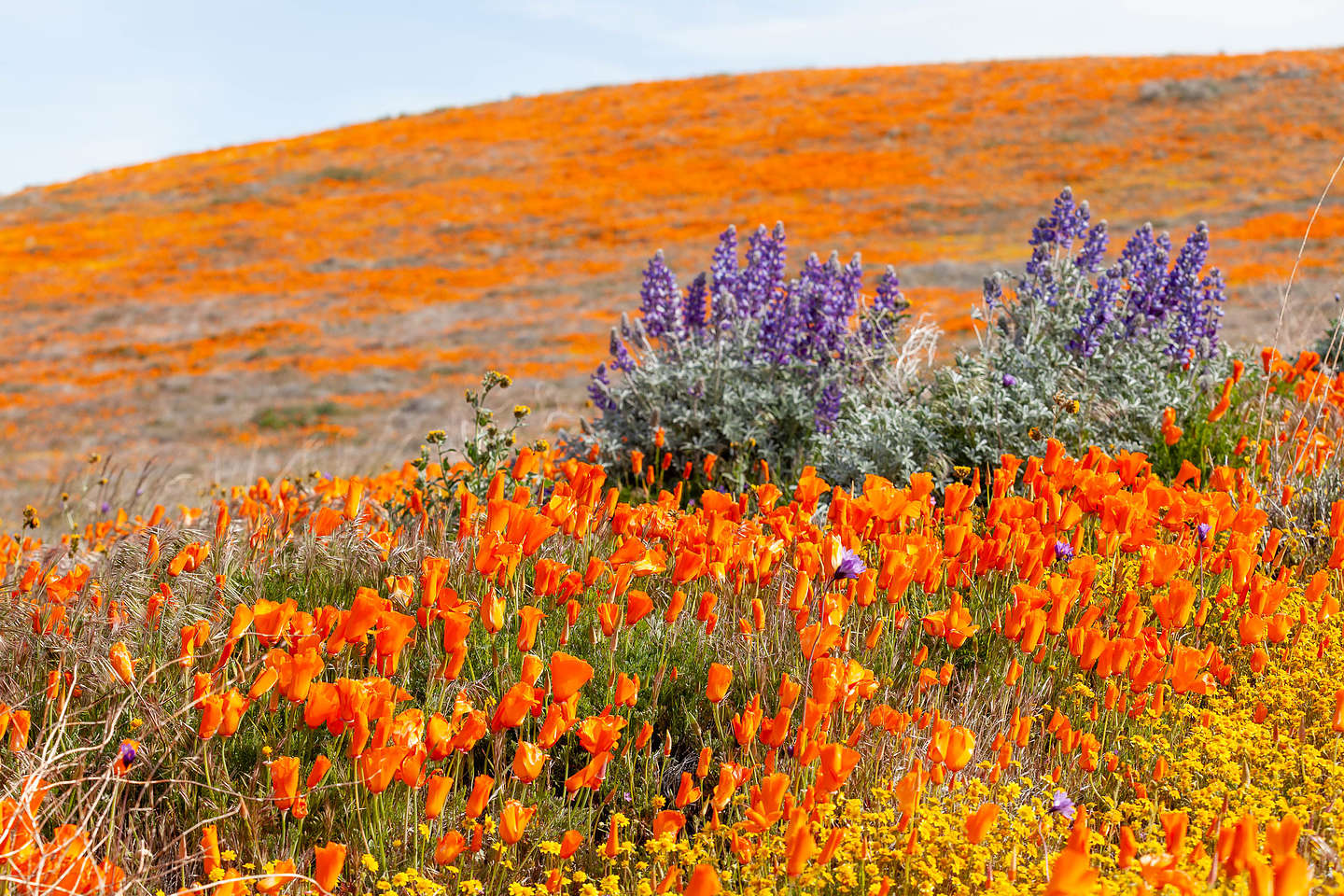 Antelope Valley Poppy Reserve Antelope Valley Poppy Reserve