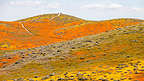 Antelope Valley Poppy Reserve