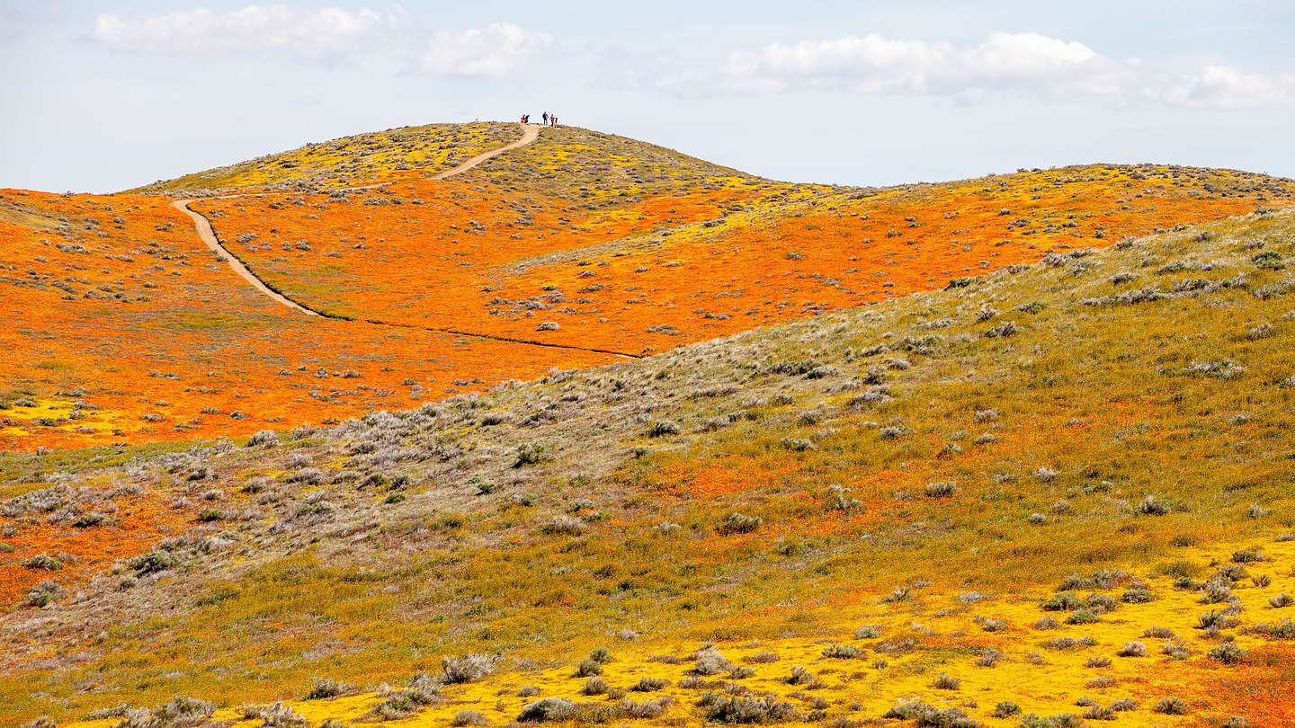 Antelope Valley Poppy Reserve