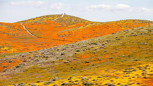 Antelope Valley Poppy Reserve