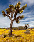 Joshua Tree in a field of yellow