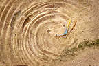 Mating pupfish at Salt Creek